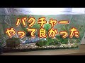 【バクチャー】２ヶ月使って見て【アクアリウム】