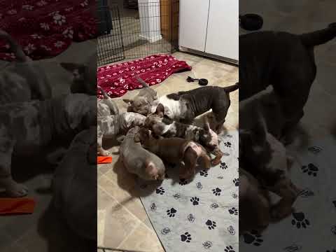 Micro Bullies American Bully Puppies