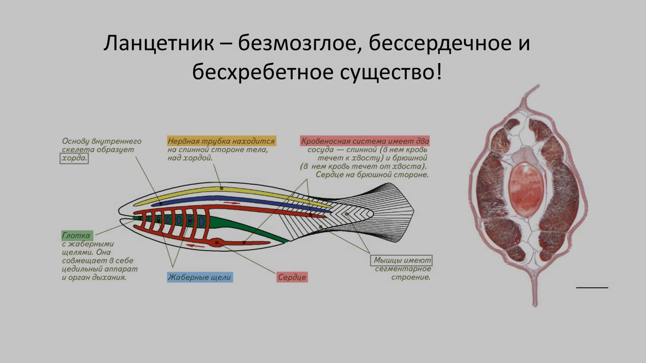 Глотка у хордовых