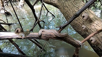 Vào Rừng bắt Ốc Len xào nước cốt dừa ngon bá cháy | GĐCG #773