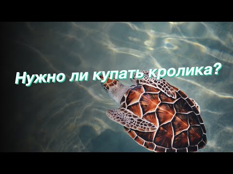 Нужно ли купать кролика?