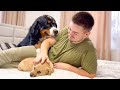 Bernese Mountain Dog needs attention for him and not for the Puppy