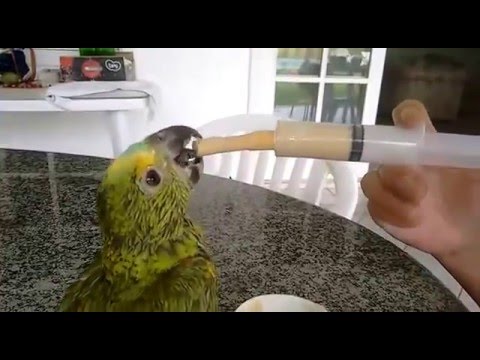 Vídeo: Como alimentar um papagaio: 12 etapas (com fotos)