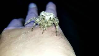 Does a Barn Spider (Orb Weaver) Bite?