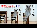 遠くから飛んでくる姿がかわいいお猿 Hoppig - Pizzatoru the Bushbaby / ショウガラゴのピザトル #Shorts​​​​​​​​​​ 16
