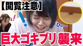 巨大ゴキブリが出て大騒ぎ！全員が涙目でたたかいました。