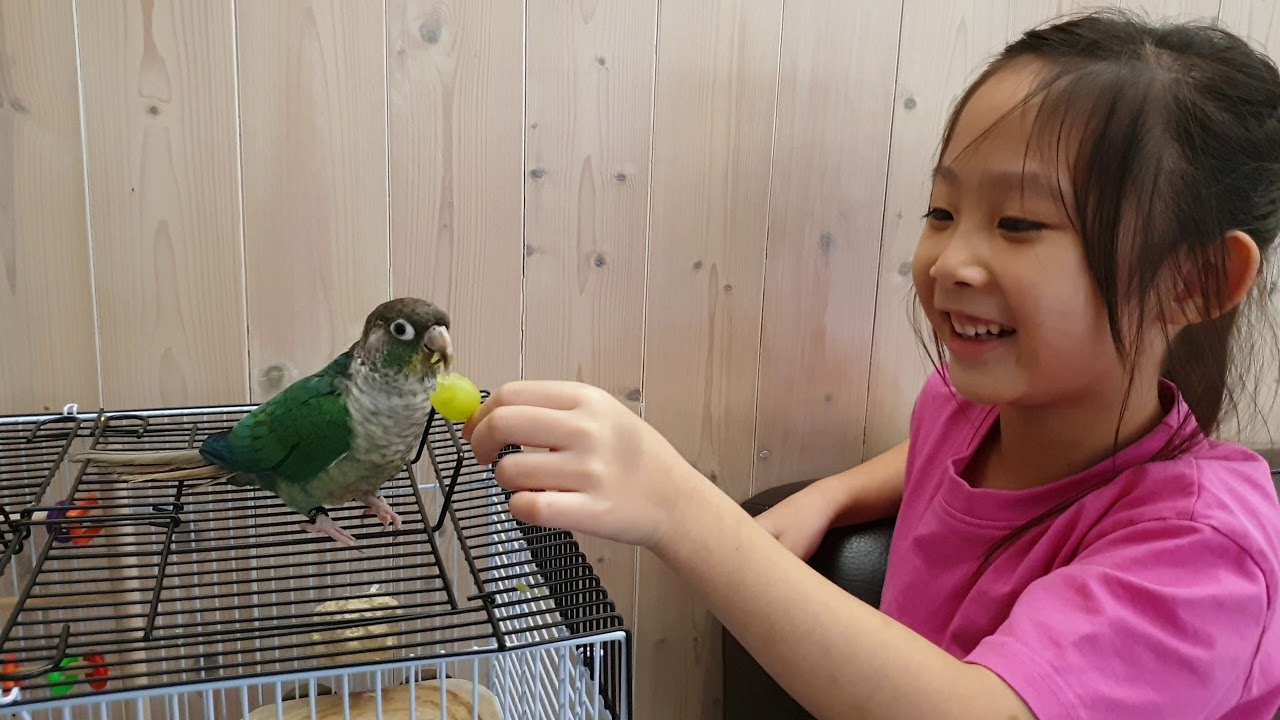 Angela 養鳥日記 藍化黃邊小太陽鸚鵡blue Youtube