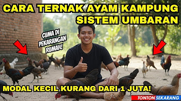 Cara Ternak Ayam Kampung Sistem Umbaran Modal Kecil 500 Ribu - 1 Juta Untung Jutaan Cuma Dari Rumah!