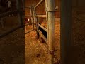 Elle espionne ses voisins 🧐 #vaches #veau #chien #drole #humour #animaux #élevage #agriculture