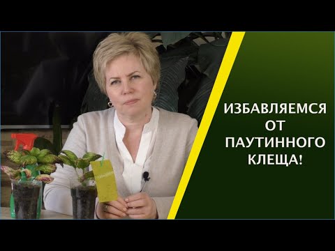 КАК ИЗБАВИТЬСЯ ОТ ПАУТИННОГО КЛЕЩА!