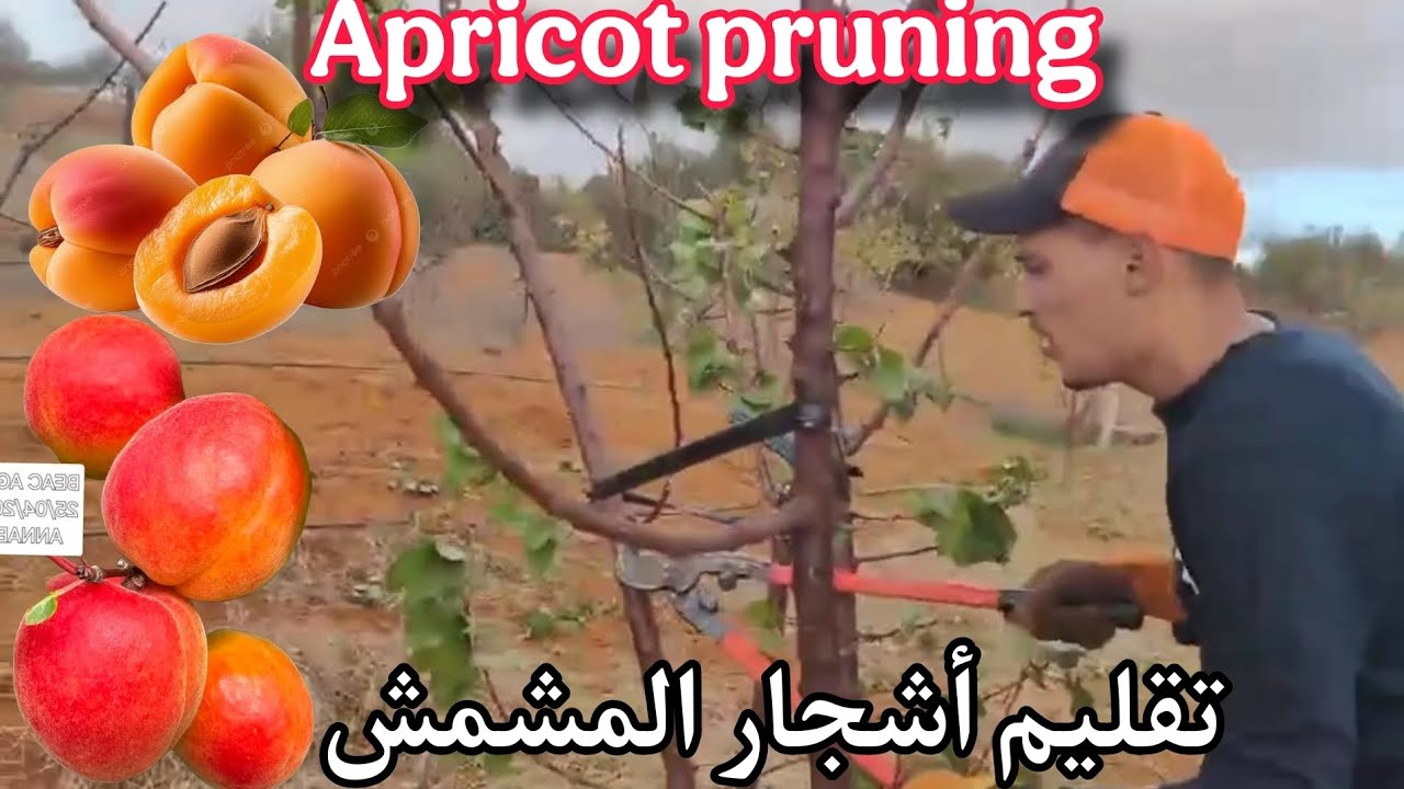 حصة تطبيقية تقليم شجراة مشمش مهندس درام عدلان Apricot pruning 