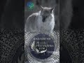 25 октября день Республики Казахстан #ai #country #kazakhstan #казахстан #праздник #республикакүні