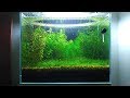 5 months update baby food shrimplets brine shrimp infusoria no filter no co2 no ferts 5 gallon