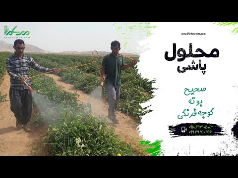 تصویری: اطلاعات گوجه فرنگی زودرس - نکاتی برای رشد گوجه فرنگی زودرس در باغ