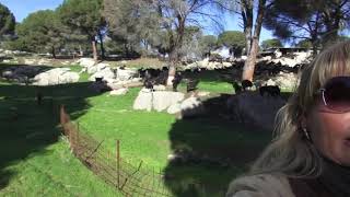 En una majada de cabras