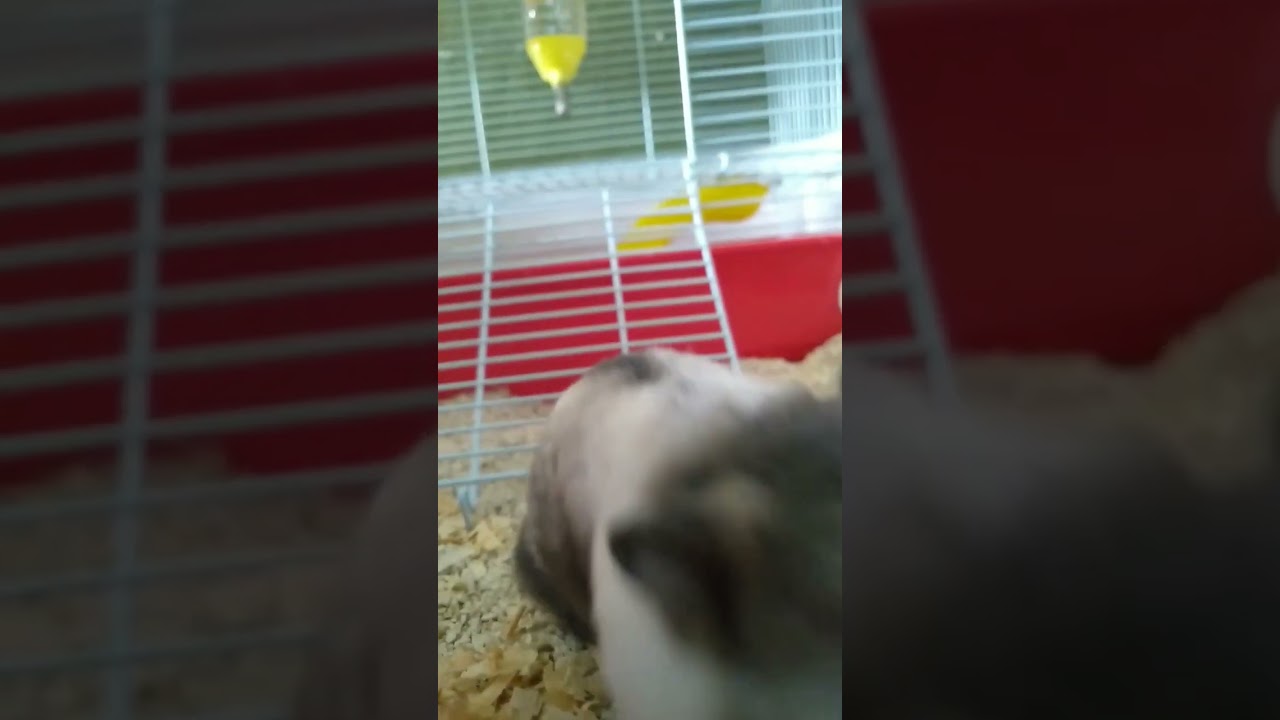 My Cute Hamster standing ❤️
