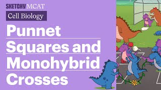 Punnett Squares and Monohybrid Crosses (Full Lesson) | Sketchy MCAT
