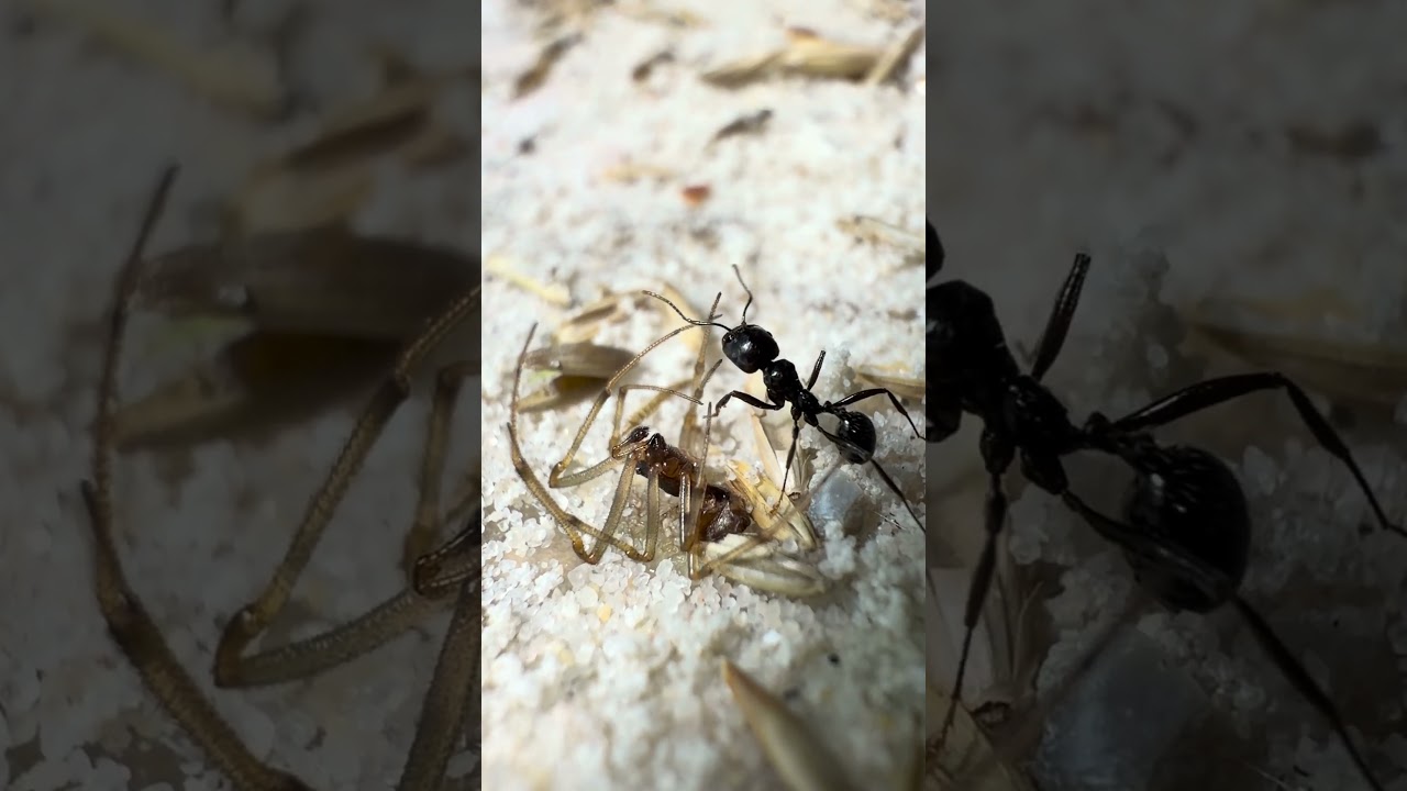 Messor barbarus vs Spider and Mosquitoes | Feeding Time