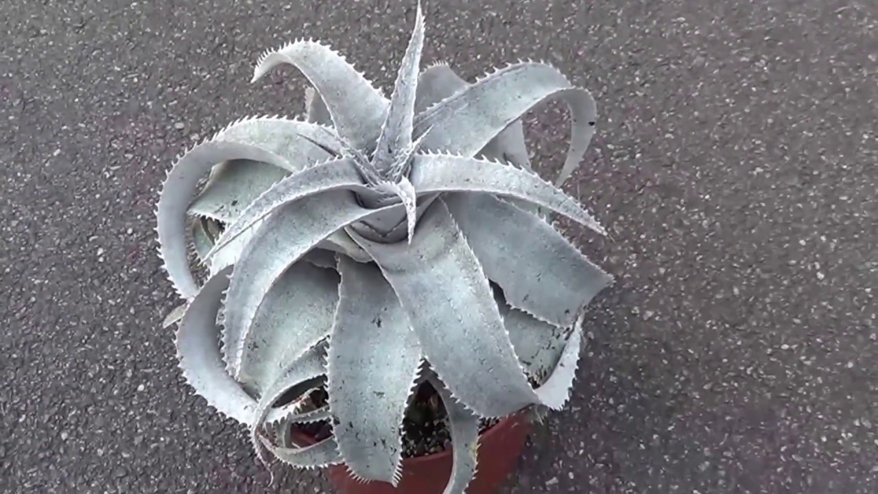 BROMELIADS: Dyckia marnier-lapostellei #growncare - YouTube