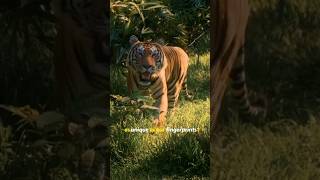 Why Are Tiger Stripes Unique? | Nature's Fingerprint