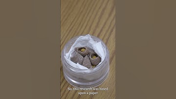 Bee Research at the Danforth Lab