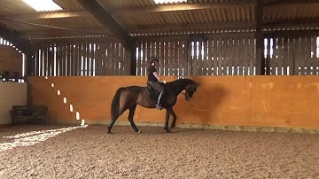 Travers and half-pass for beginners