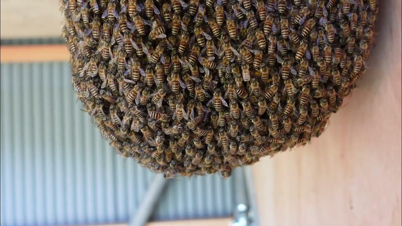 Ants vs bee and kicked out drone.Observation hive of Japanese honeybees