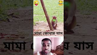 monkey eats laserlight #shortvideo #funny