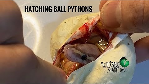 🐍 What a Great Clutch of Eggs! 🧪