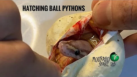 🐍 What a Great Clutch of Eggs! 🧪