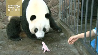 China, world welcome first panda cub to be bred in captivity in 2016