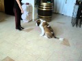 Training a puppy Saint Bernard at 14 weeks old