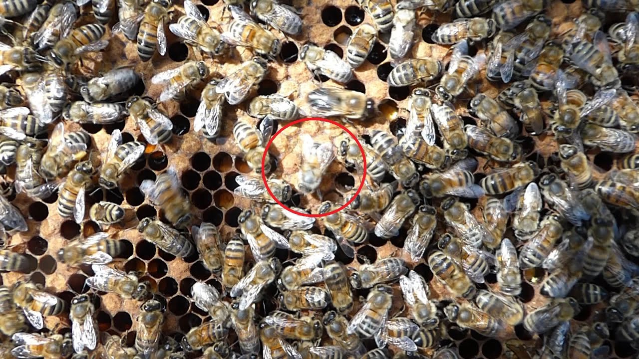 Bienen Schwänzeltanz
