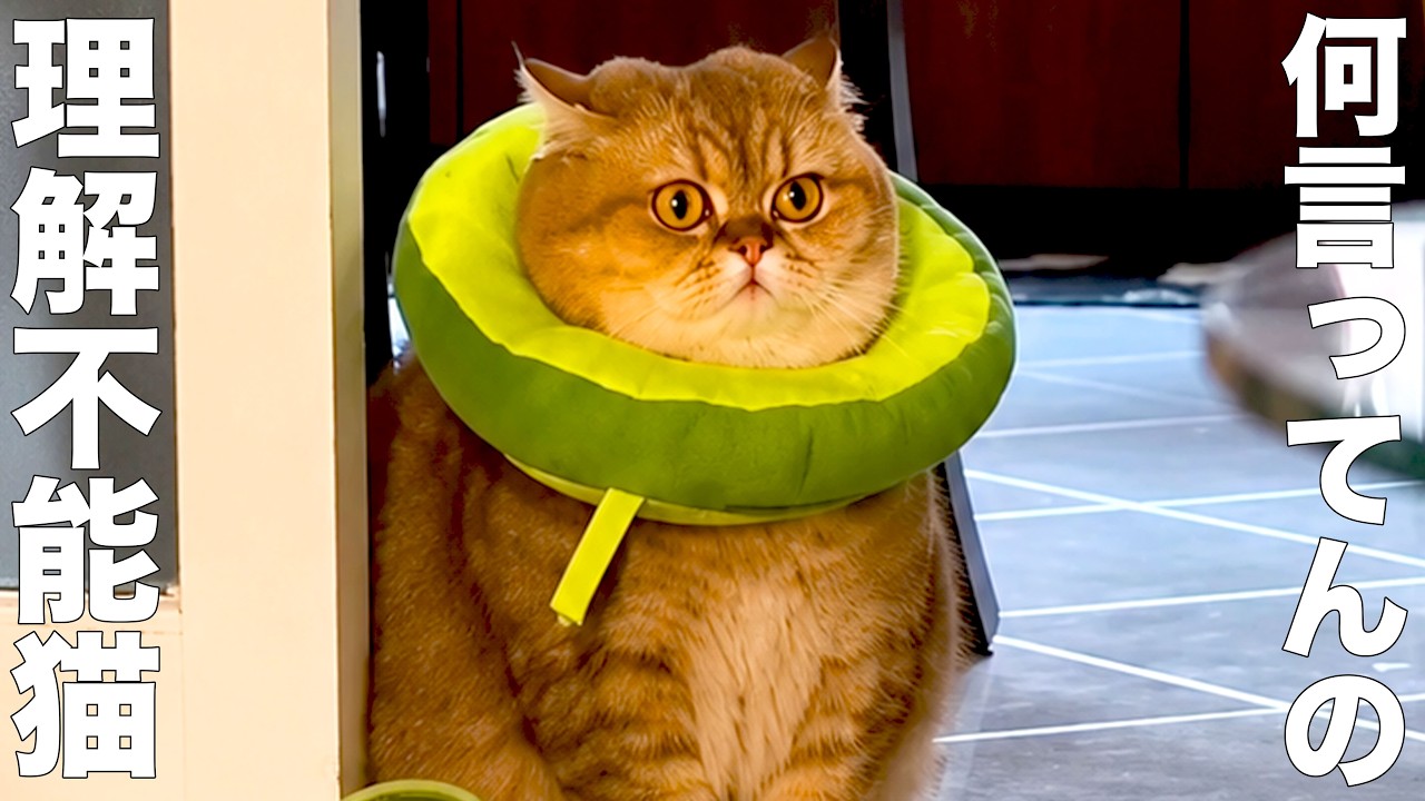I don't understand what this incomprehensible cat is saying