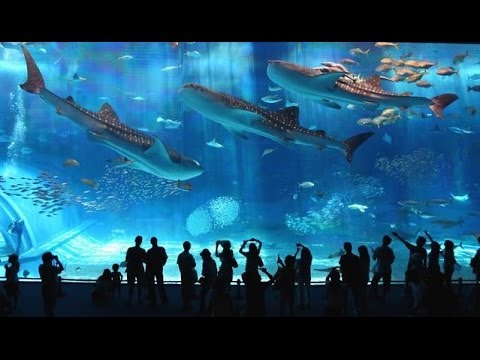 skyblivion THE WORLD'S LARGEST AQUARIUM TRIP
