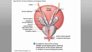 Ch 28F Reproduction.mov