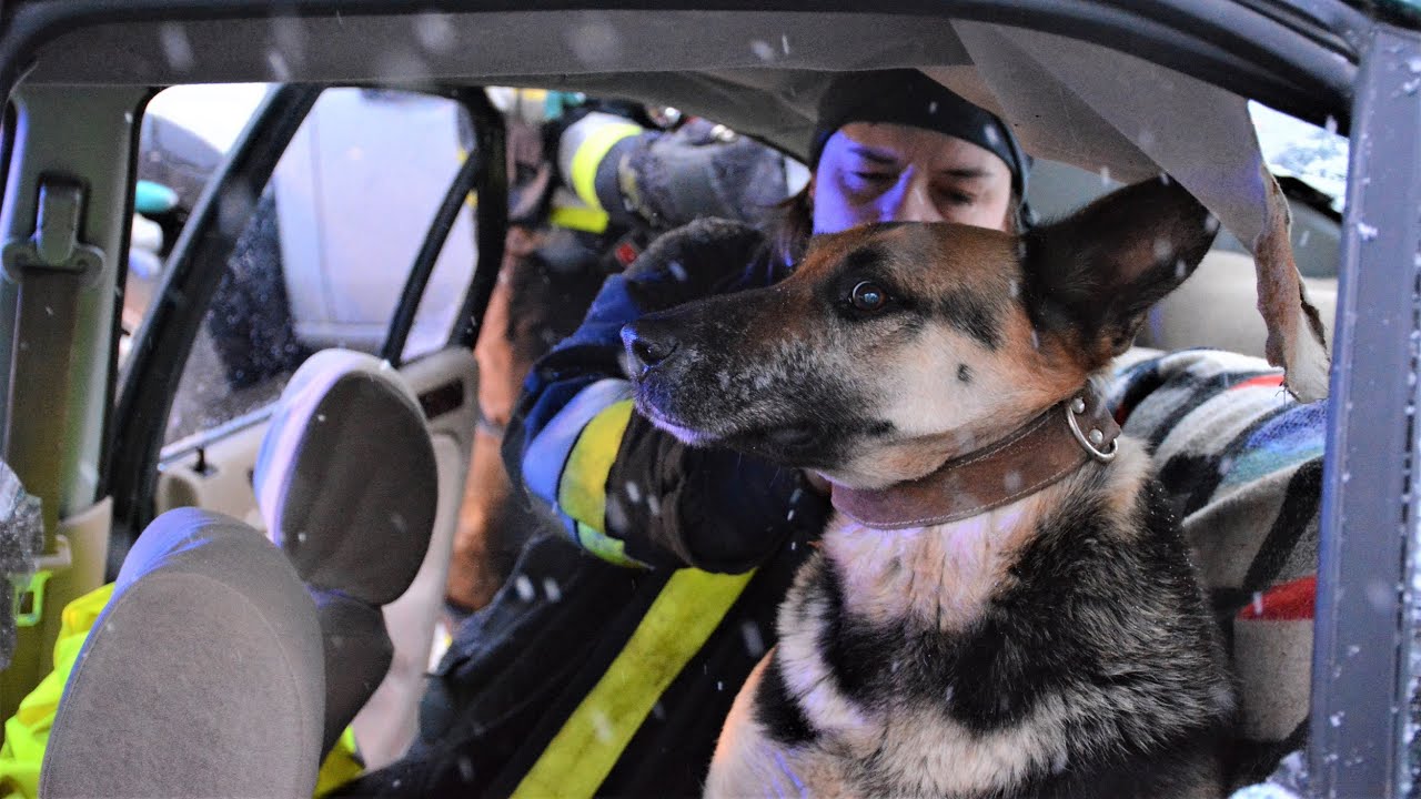 Németjuhász mentése a balesetet szenvedett autóból | TŰZOLTÓK BEVETÉSEN