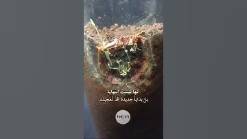 قرآن كريم _تلاوة خاشعة _راحة نفسية #قرآن #اكسبلور #ترند #quran #fyp #dúo #trending