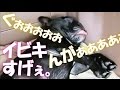フレブルのイビキはデカい！！子犬でこの爆音はやばい