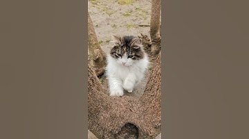Stray cat in Block Blast