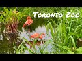 Toronto Zoo Tour / Toronto Canada / Part 3 / Shot on iPhone