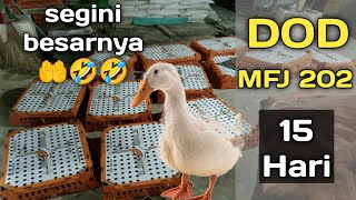 Bebek Pedaging MFJ 202 umur 15 hari