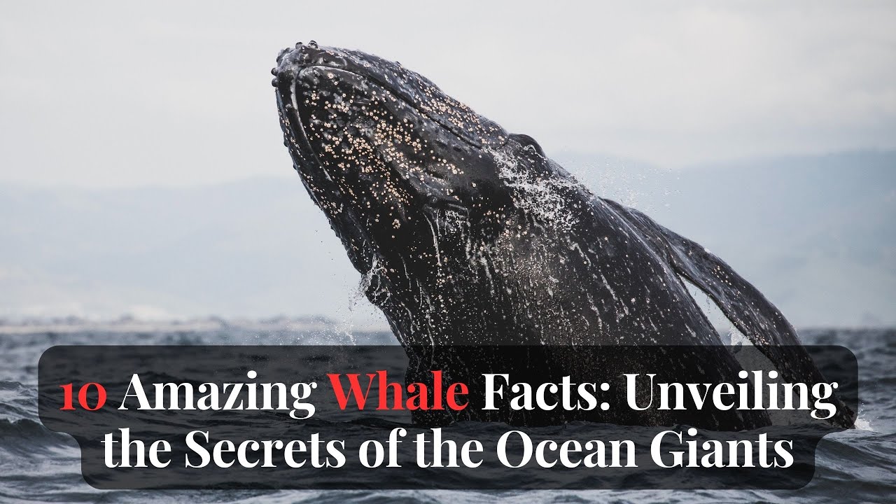 10 Amazing Whale Facts Unveiling the Secrets of the Ocean Giants YouTube
