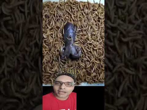 فيديو: هل يأكل الجمبري ديدان الدم؟
