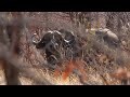 (Hunting 3 African Cape Buffalo) 'ZAMBEZI BLACK DEATH' full movie