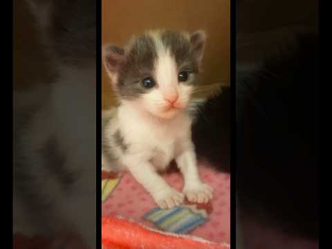 Watch Coco grow from 5 days old to 3 weeks old! #cute #kitten #cat #trending #baby #viral