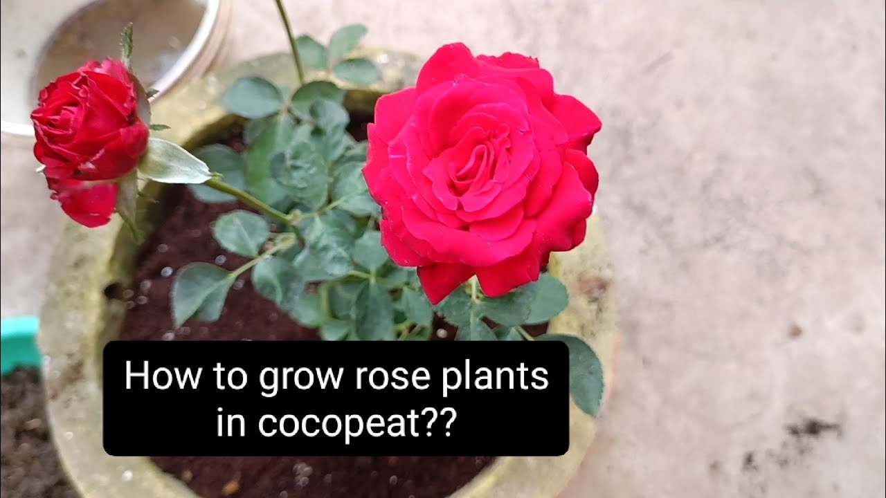 How to grow Rose plants in cocopeat?cocopeat roses davidaustin 