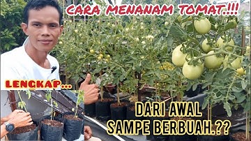 tutorial cara menanam tomat dari awal sampe panen.#tomat #garden