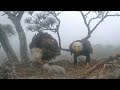 #birdwatching #birdlovers #birdsounds Live Stream