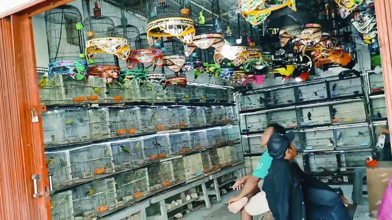 MELUNCUR BELI BURUNG LANGSUNG SAMA SANGKAR NYA LOSS KITA JUAL AWUR-AWURAN